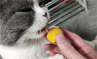 蛋黄怎么弄给猫吃好吃