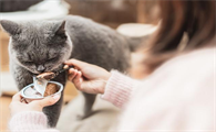 猫可以吃什么小零食