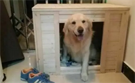 冬天狗窝里面铺什么