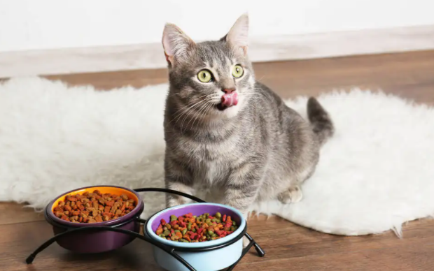 30g猫粮是多少