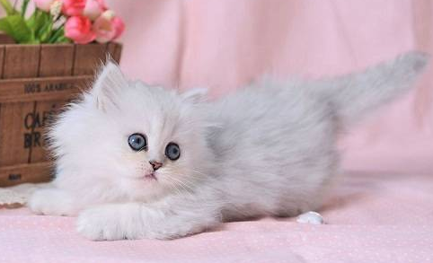 猫吃猫粮拉稀是什么原因引起的