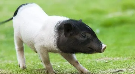 迷你香猪可以溜吗?来看看 迷你香猪可以溜吗?来看看