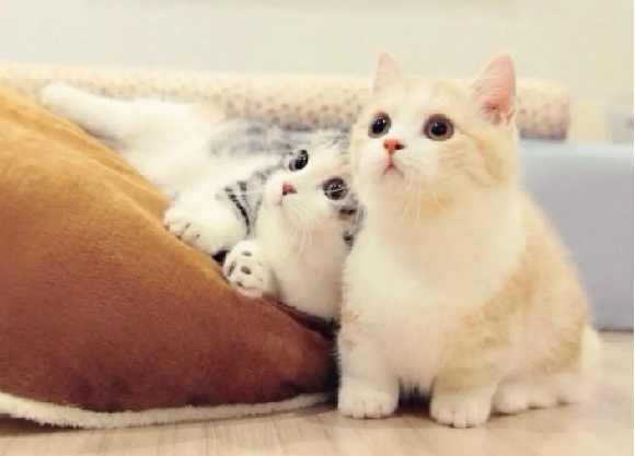 猫肠胃炎不吐了但是不吃东西 猫肠胃炎不吐了但是不吃东西