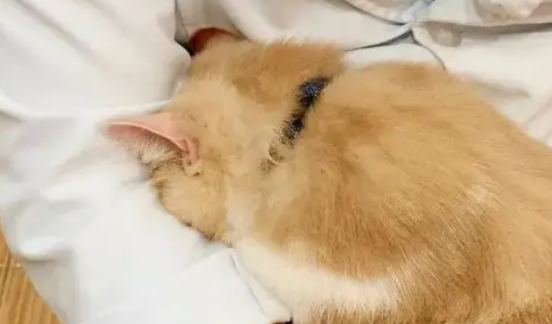 猫咪往怀里钻还咕噜咕噜叫怎么回事
