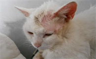 猫癣怎么治疗