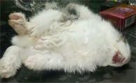 兔子快饿死了怎么急救啊