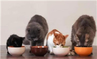 猫咪不吃饭打营养液有用吗