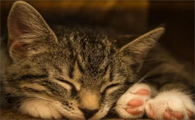 猫咪猫癣什么症状