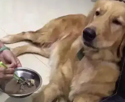 金毛挑食不吃狗粮怎么办呢 金毛挑食不吃狗粮怎么办呢