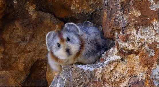 伊犁鼠兔是啮齿动物吗?这里有答案! 伊犁鼠兔是啮齿动物吗?这里有答案!