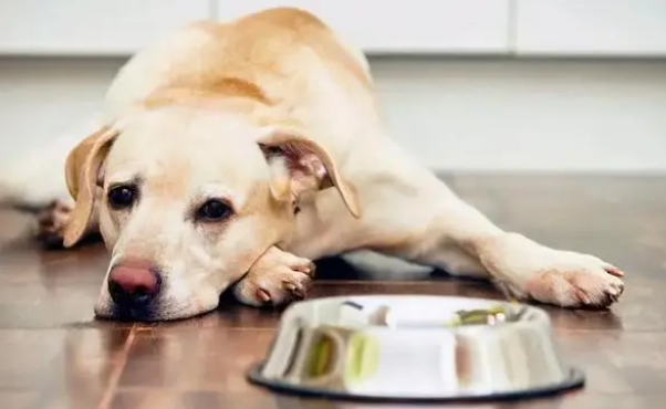狗狗突然挑食了怎么办