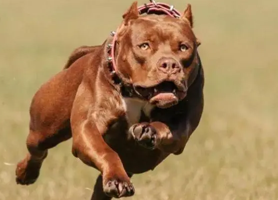 比特犬最怕什么犬?不清楚的来看看吧 比特犬最怕什么犬?不清楚的来看看吧