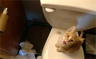 猫咪如何守护主人
