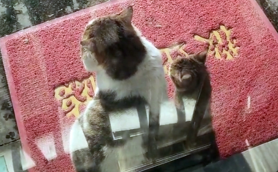 流浪猫,偶遇落单小猫,它们成为彼此依靠 流浪猫,偶遇落单小猫,它们成为彼此依靠