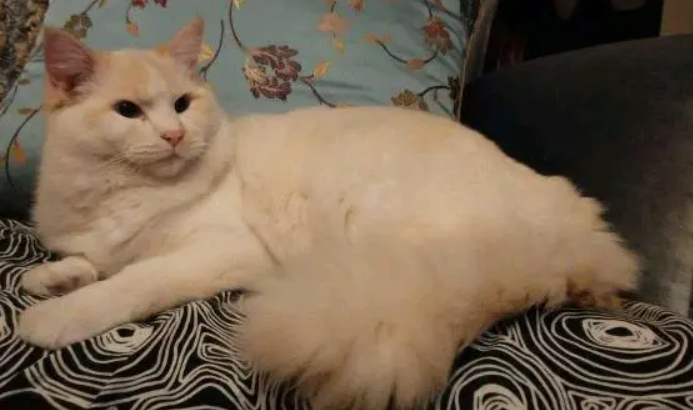 九个月的猫可以配猫吗
