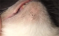 猫咪身上有黑色籽籽是什么