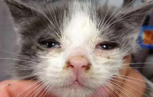 猫鼻支早期有什么症状 猫鼻支早期有什么症状