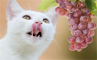 猫能吃什么水果