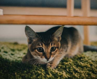蟑螂药对猫有害吗 蟑螂药对猫有害吗