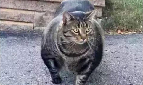小奶猫变身肌肉猫,明明小时候很可爱啊 小奶猫变身肌肉猫,明明小时候很可爱啊