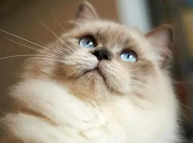 猫多大驱虫合适