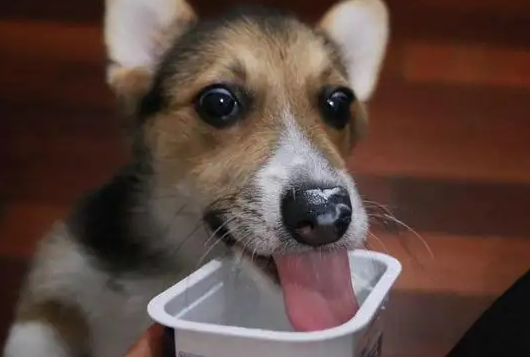 糖尿病狗狗能喝酸奶吗1