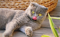 猫第一胎一般生几只小猫