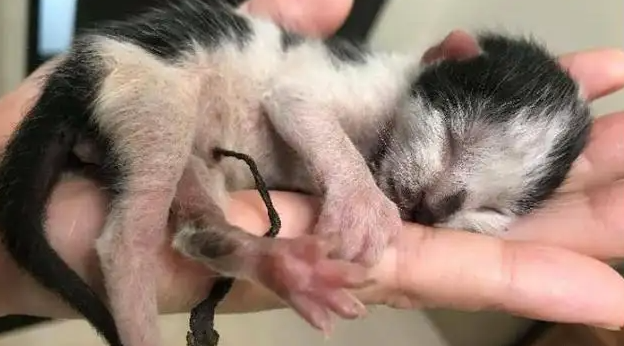 小猫脐带剪太短流血了会死亡吗？