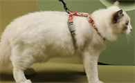 猫咪可以套牵引绳吗