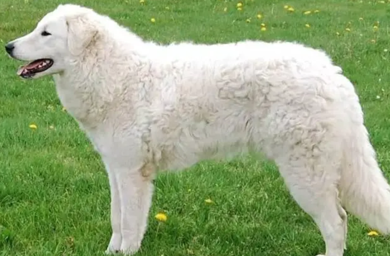 库瓦斯犬多少钱一只？想入手的来看看吧