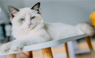 布偶吃的猫粮