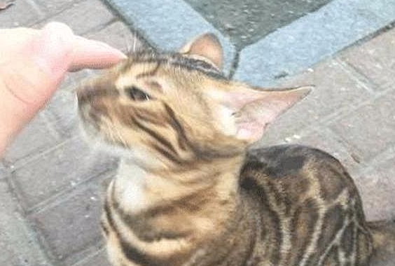 女子取快递遇见流浪猫，朋友看见照片后打来电话