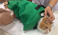 猫胰腺炎症状