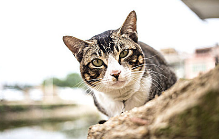 怎么给猫做驱虫啊 怎么给猫做驱虫啊
