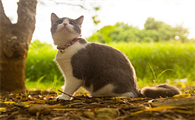 猫一直抖是怎么回事