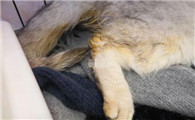 猫怀孕褐色液体流出来了