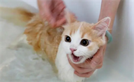如何给猫咪洗澡