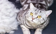 猫春天掉毛厉害正常吗