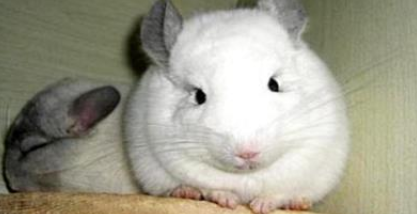 养龙猫的危害有哪些 养龙猫的危害有哪些