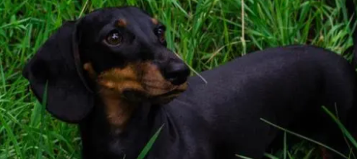 腊肠犬有攻击性吗?大伙需要注意一下! 腊肠犬有攻击性吗?大伙需要注意一下!