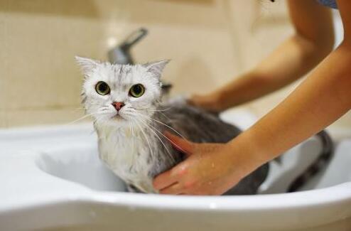 猫咪驱虫后多久可以洗澡 猫咪驱虫后多久可以洗澡
