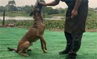 怎么让狗吃狗粮？10年训犬师教你一招解决