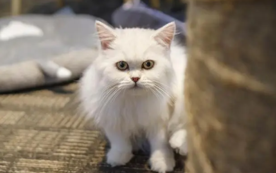 猫咪绝育了为什么还往外面跑呢
