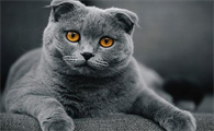 养英短猫十大禁忌