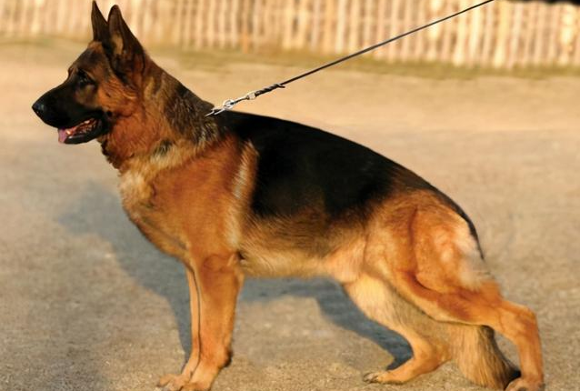 德牧幼犬除了吃狗粮还可以吃什么