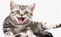 猫脚上长癣怎么办