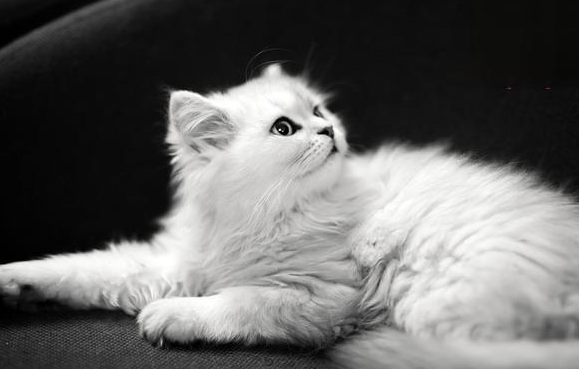 猫薄荷草怎么用效果好