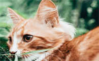 猫几个月下崽最好