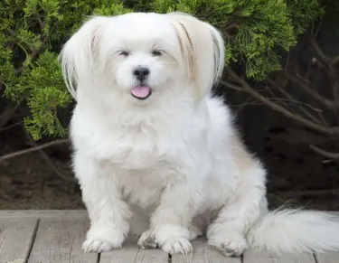 狗狗抽腹水的危害有多大