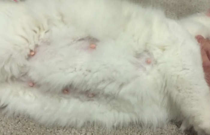 猫咪没奶水,吃点什么东西补充营养